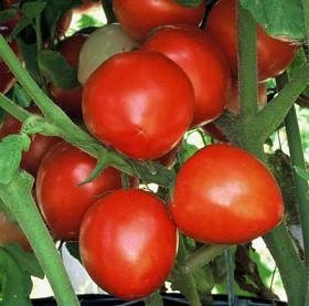 copy Bellstar Paste, Tomato, - BoxGardenSeedsLLC -Tomatoes,Tomatillos - Seeds