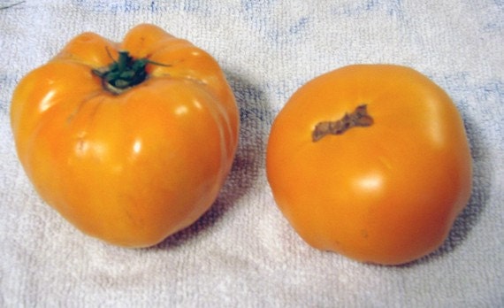 - BoxGardenSeedsLLC - Dr. Wyche's Yellow, Tomato, - Tomatoes,Tomatillos - Seeds