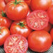 - BoxGardenSeedsLLC - Bonny Best, Tomato, - - Seeds