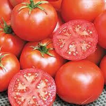 Bonny Best, Tomato - BoxGardenSeedsLLC - ABS - Seeds