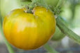 - BoxGardenSeedsLLC - Cherokee Green, Tomato, - Tomatoes,Tomatillos - Seeds