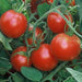 Glacier, Tomato, - BoxGardenSeedsLLC -Tomatoes,Tomatillos - Seeds