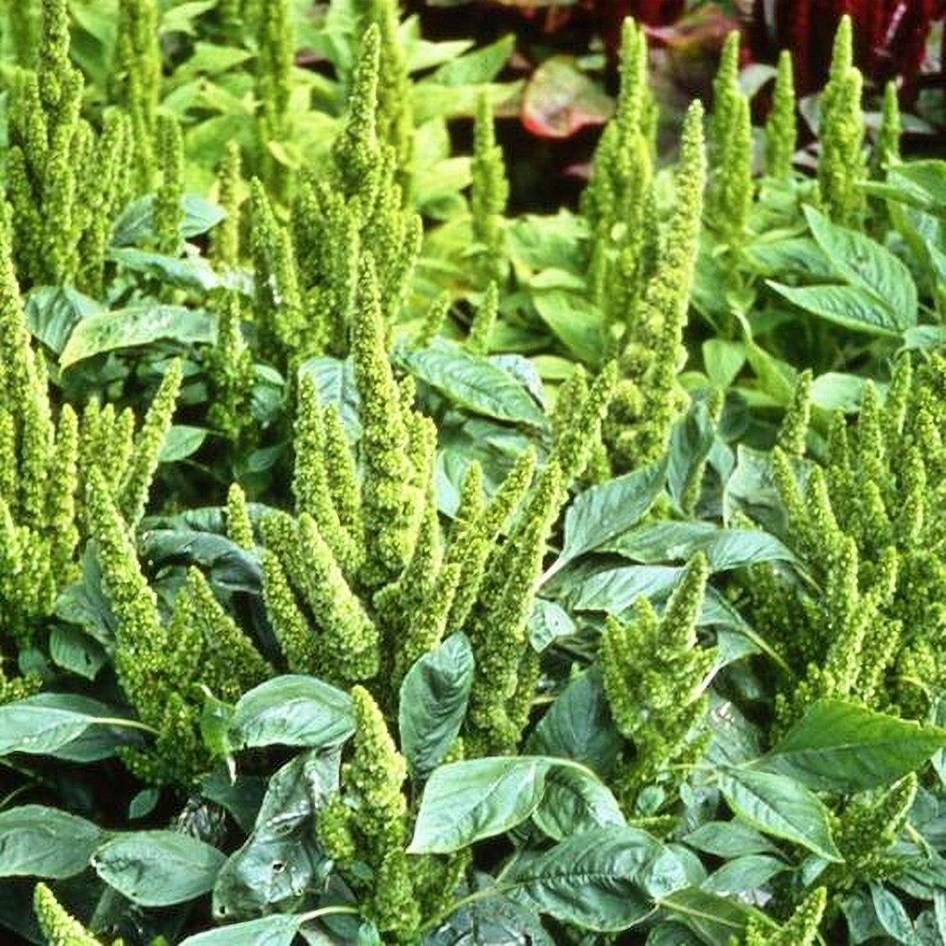 Amaranth