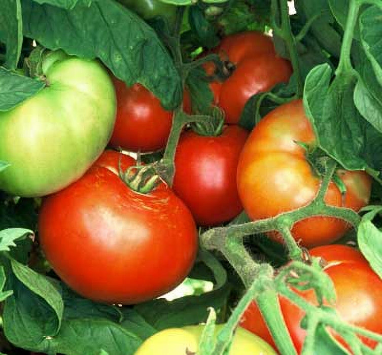 Bush Beefsteak, Tomato, -- BoxGardenSeedsLLC -Tomatoes,Tomatillos - Seeds