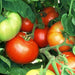 Bush Beefsteak, Tomato, - BoxGardenSeedsLLC -Tomatoes,Tomatillos - Seeds