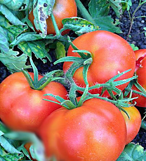 Bush Beefsteak, Tomato, - BoxGardenSeedsLLC -Tomatoes,Tomatillos - Seeds