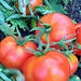 Bush Beefsteak, Tomato, - BoxGardenSeedsLLC -Tomatoes,Tomatillos - Seeds