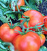 - BoxGardenSeedsLLC - Bush Beefsteak, Tomato, - Tomatoes,Tomatillos - Seeds