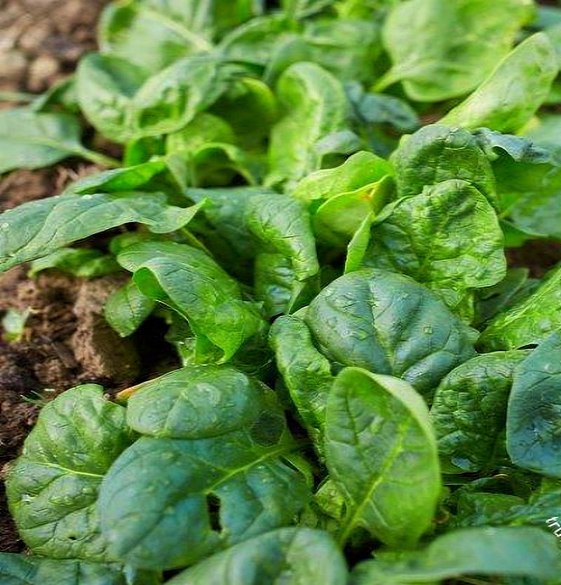 Matador Viking, Spinach - BoxGardenSeedsLLC - Gourmet/Native Greens - Seeds - USA Seller, Thank you for shopping here today, Naturally Grown GMO Free Seeds, Heirloom Open Pollinated Seeds, Fresh Top Quality Premium Seeds