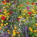 Hummingbird and Butterfly, Wildflower Mix, - BoxGardenSeedsLLC -Abundant Stock SALE - Seeds