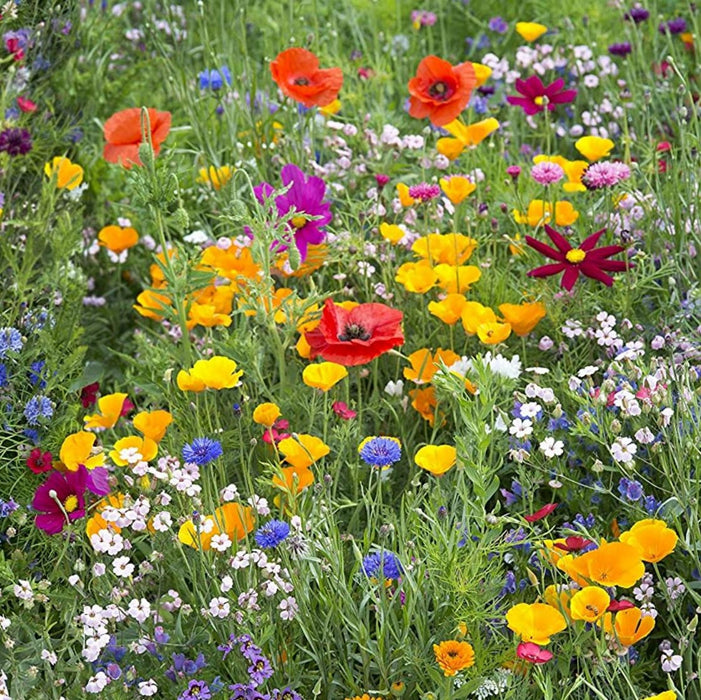 Hummingbird and Butterfly, Wildflower Mix - BoxGardenSeedsLLC - Wildflowers/Flowers - Seeds - USA Seller, Thank you for shopping here today, Naturally Grown GMO Free Seeds, Heirloom Open Pollinated Seeds, Fresh Top Quality Premium Seeds