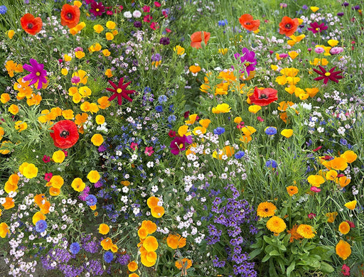 Bee Friendly, Wildflower Mix, - BoxGardenSeedsLLC -Abundant Stock SALE - Seeds