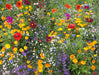 - BoxGardenSeedsLLC - Bee Feed Pollinator, Flower Seeds Mix, - New 2024 - Seeds
