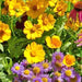 Bee Friendly, Wildflower Mix, - BoxGardenSeedsLLC -Abundant Stock SALE - Seeds