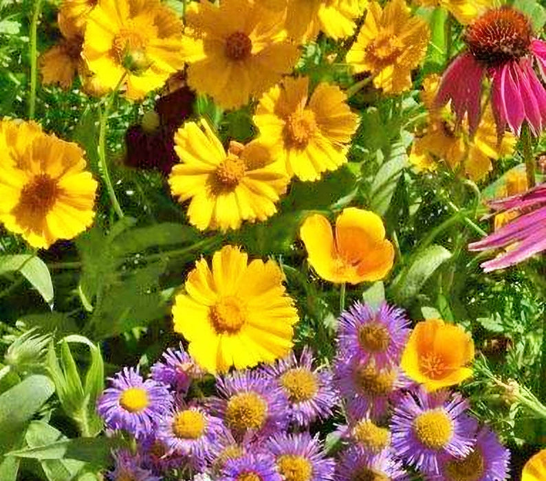 Bee Friendly, Wildflower Mix, - BoxGardenSeedsLLC -Abundant Stock SALE - Seeds