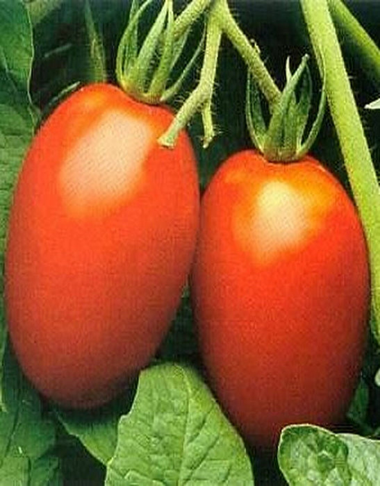 Italian Roma, Tomato, - BoxGardenSeedsLLC -Abundant Stock SALE - Seeds