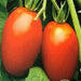 Italian Roma, Tomato, - BoxGardenSeedsLLC -Abundant Stock SALE - Seeds