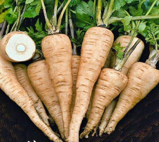 - BoxGardenSeedsLLC - All American, Parsnip, - Beets,Turnips,Parsnips - Seeds