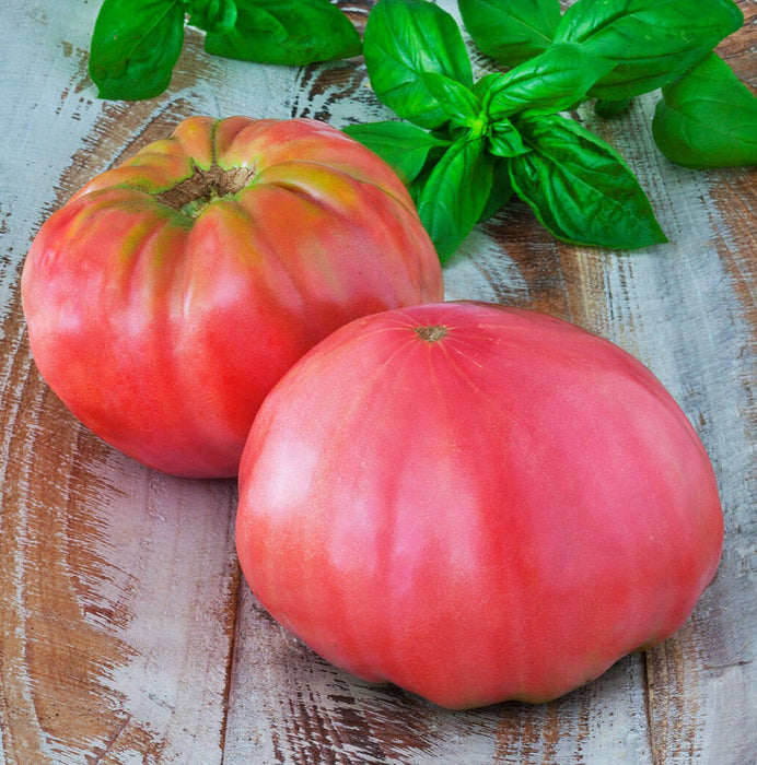 - BoxGardenSeedsLLC - Pink Beefsteak, Tomato, - Tomatoes,Tomatillos - Seeds