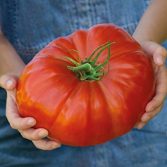 Brutse Zac, Tomato - BoxGardenSeedsLLC -Tomatoes,Tomatillos - Seeds
