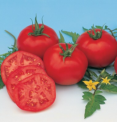 Moscow, Tomato, -- BoxGardenSeedsLLC -Tomatoes,Tomatillos - Seeds