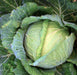 Glory of Enkhuizen, Cabbage, -- BoxGardenSeedsLLC -Abundant Stock SALE - Seeds