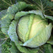 Glory of Enkhuizen, Cabbage, - BoxGardenSeedsLLC -Abundant Stock SALE - Seeds