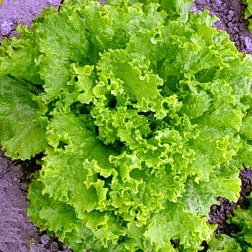 - BoxGardenSeedsLLC - Green Ice, Leaf Lettuce, - Lettuce - Seeds