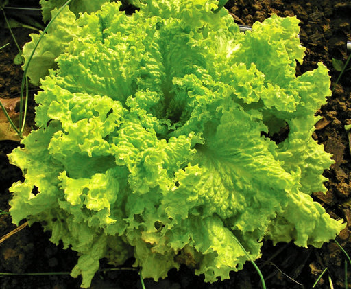 Grand Rapids, Lettuce, -- BoxGardenSeedsLLC -Lettuce - Seeds