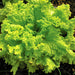 Grand Rapids, Lettuce, - BoxGardenSeedsLLC -Lettuce - Seeds