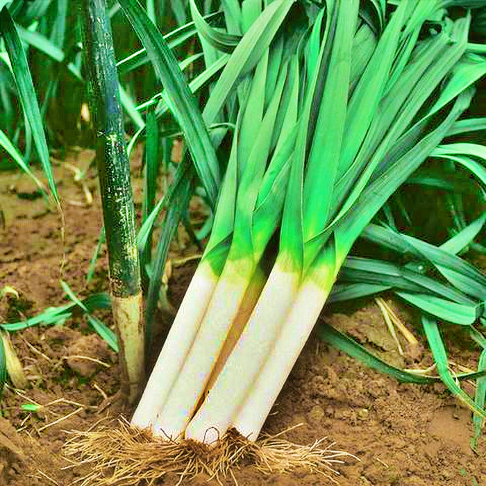 Carentan, Leek, -- BoxGardenSeedsLLC -Onions,Leeks - Seeds