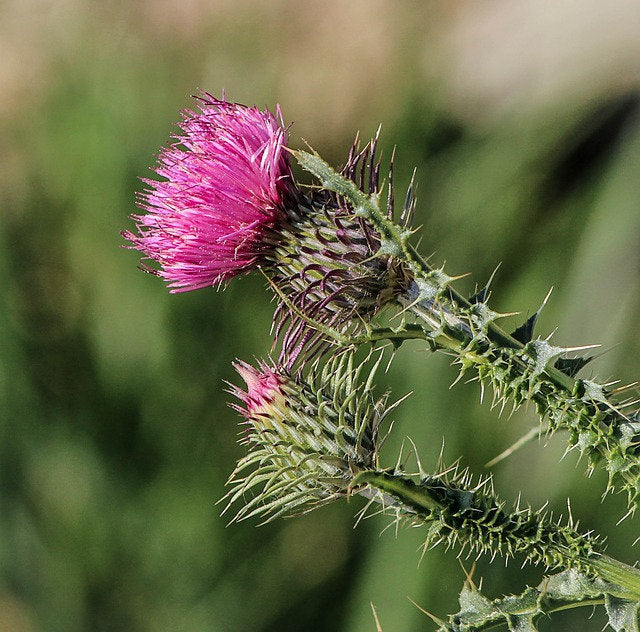 Milk Thistle, Culinary & Medicinal Herbs, - BoxGardenSeedsLLC -Culinary/Medicinal Herbs - Seeds