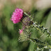 Milk Thistle, Culinary & Medicinal Herbs, - BoxGardenSeedsLLC -Culinary/Medicinal Herbs - Seeds