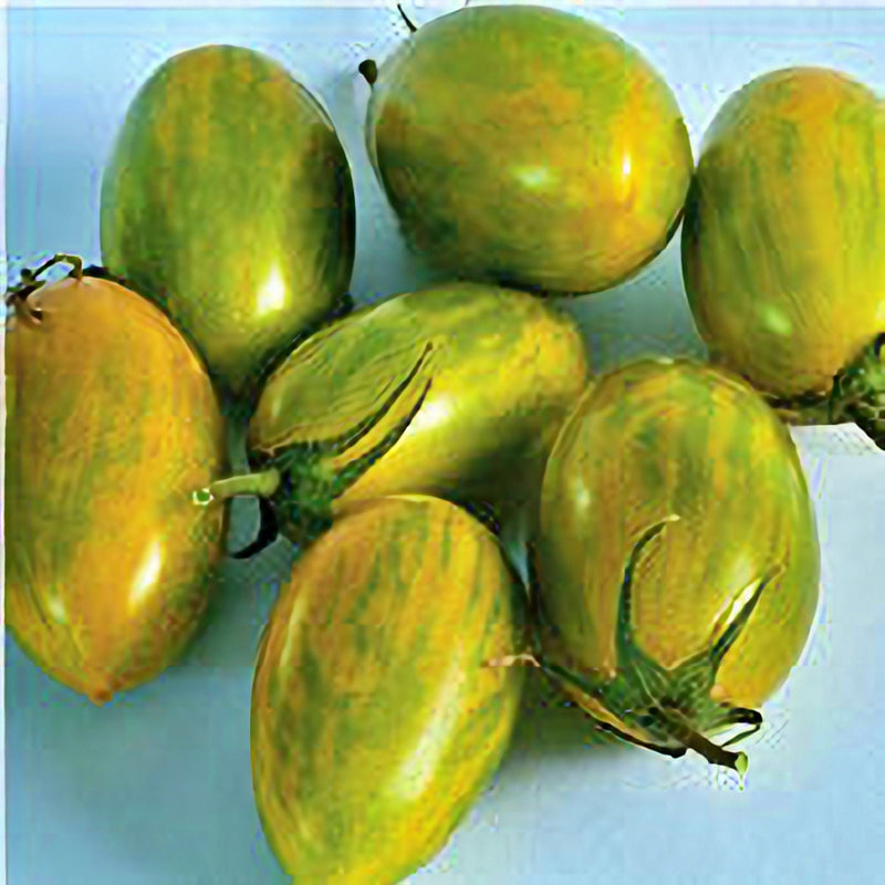 Green Tiger, Tomato - BoxGardenSeedsLLC - Tomatoes,Tomatillos - Seeds - Thank you so much for shopping here today, Fresh Heirloom Vegetable Seeds, Naturally Grown Open Pollinated, More Seeds for Your Money, More Fresh Seeds Per Packet, USA Seller, Thank you for shopping here today, Naturally Grown GMO Free Seeds, Heirloom Open Pollinated Seeds, Fresh Top Quality Premium Seeds