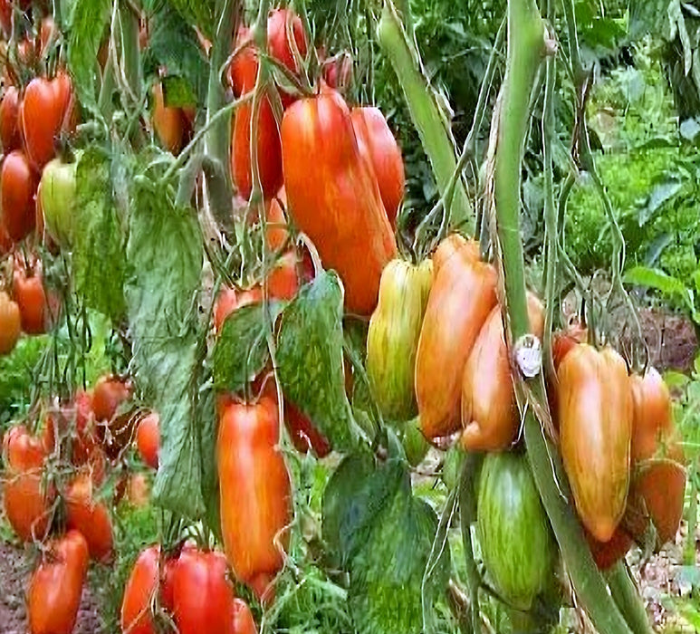 Italian Roma, Tomato, - BoxGardenSeedsLLC -Abundant Stock SALE - Seeds