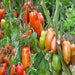 Italian Roma, Tomato, - BoxGardenSeedsLLC -Abundant Stock SALE - Seeds