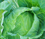 Drumhead, Cabbage - BoxGardenSeedsLLC - Cabbage, Kale - Seeds - USA Seller, Thank you for shopping here today, Naturally Grown GMO Free Seeds, Heirloom Open Pollinated Seeds, Fresh Top Quality Premium Seeds