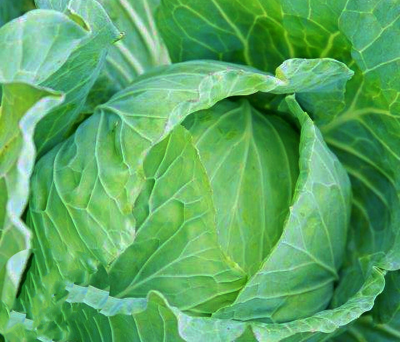 Drumhead, Cabbage - BoxGardenSeedsLLC - Cabbage, Kale - Seeds - USA Seller, Thank you for shopping here today, Naturally Grown GMO Free Seeds, Heirloom Open Pollinated Seeds, Fresh Top Quality Premium Seeds