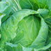 Drumhead, Cabbage, - BoxGardenSeedsLLC -Cabbage, Kale - Seeds