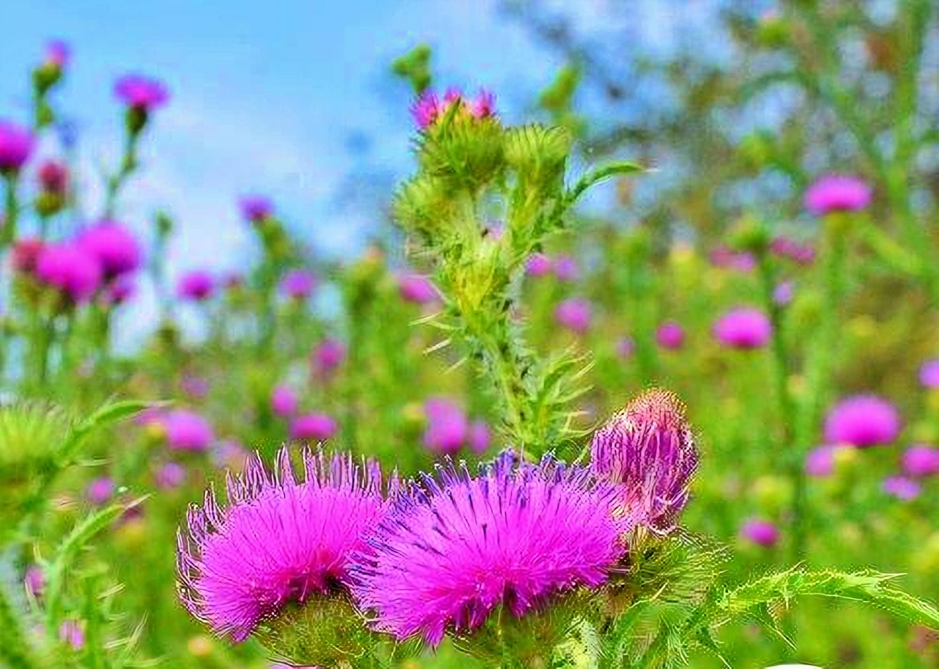 Milk Thistle