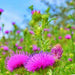 Milk Thistle, Culinary & Medicinal Herbs, - BoxGardenSeedsLLC -Culinary/Medicinal Herbs - Seeds