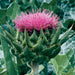 Milk Thistle, Culinary & Medicinal Herbs, - BoxGardenSeedsLLC -Culinary/Medicinal Herbs - Seeds