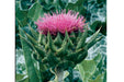 Milk Thistle, Culinary & Medicinal Herbs, -- BoxGardenSeedsLLC -Culinary/Medicinal Herbs - Seeds