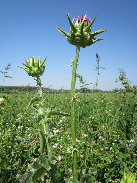 Milk Thistle, Culinary & Medicinal Herbs, - BoxGardenSeedsLLC -Culinary/Medicinal Herbs - Seeds