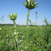 Milk Thistle, Culinary & Medicinal Herbs, - BoxGardenSeedsLLC -Culinary/Medicinal Herbs - Seeds