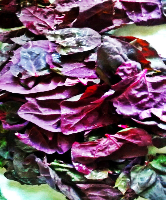 Orach Purple Mountain, Spinach, -- BoxGardenSeedsLLC -Gourmet/Native Greens - Seeds