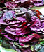 - BoxGardenSeedsLLC - Orach Purple Mountain, Spinach - Gourmet/Native Greens - Seeds