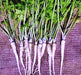 Hamburg Rooted, Parsley, -- BoxGardenSeedsLLC -Abundant Stock SALE - Seeds