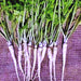 Hamburg Rooted, Parsley, - BoxGardenSeedsLLC -Abundant Stock SALE - Seeds