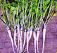- BoxGardenSeedsLLC - Hamburg Rooted, Parsley, - - Seeds